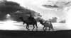 camelsunset.jpg (16396 bytes)